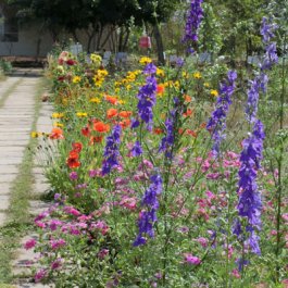 Garden & Forest