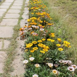 Garden & Forest