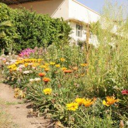 Garden & Forest