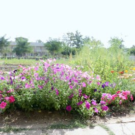 Garden & Forest